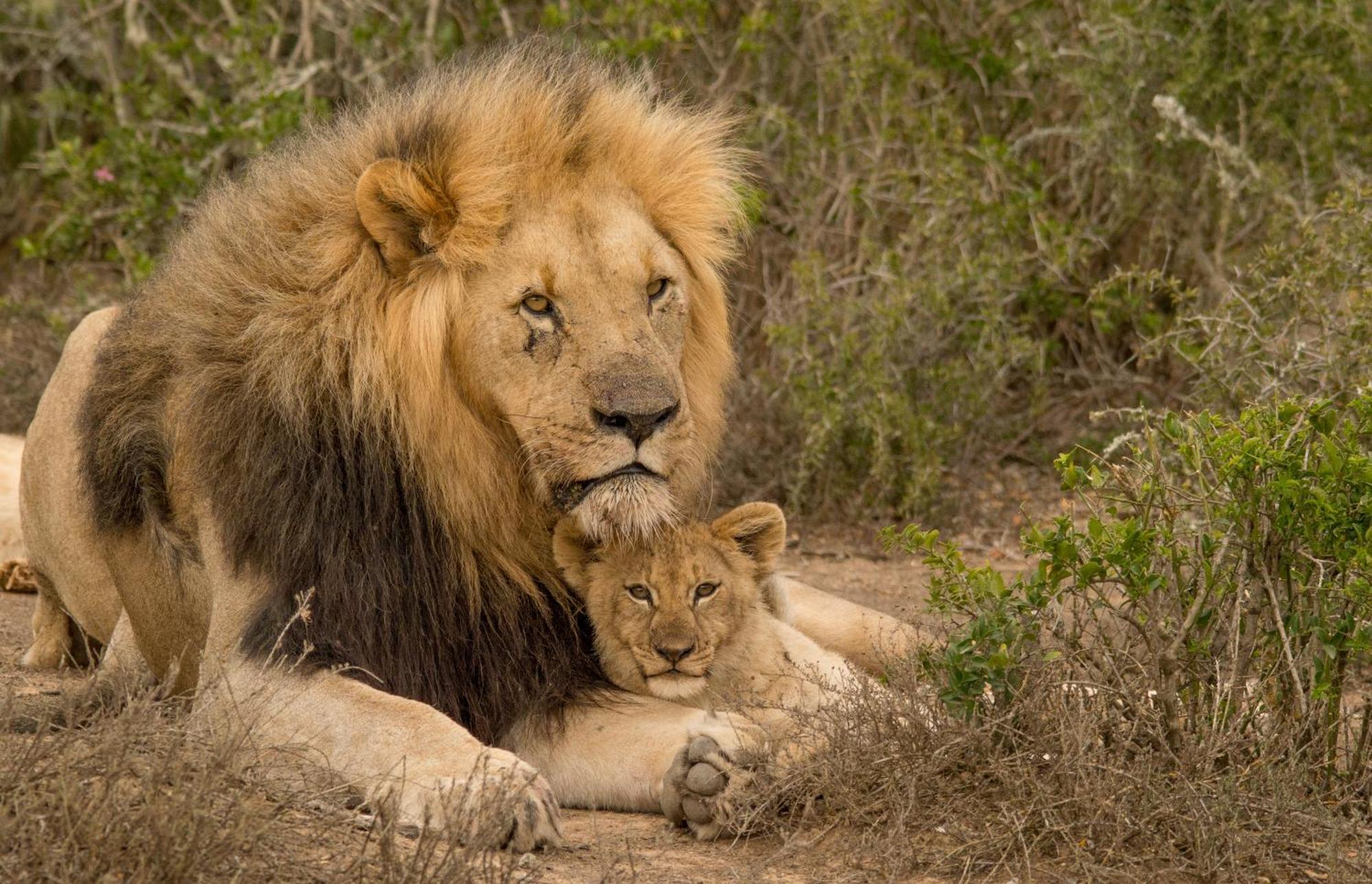 Kwandwe Private Game Reserve - Great Fish River Lodge Grahamstown Exteriér fotografie