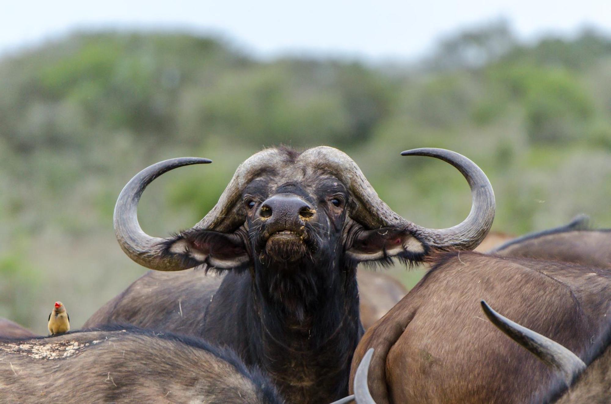 Kwandwe Private Game Reserve - Great Fish River Lodge Grahamstown Exteriér fotografie