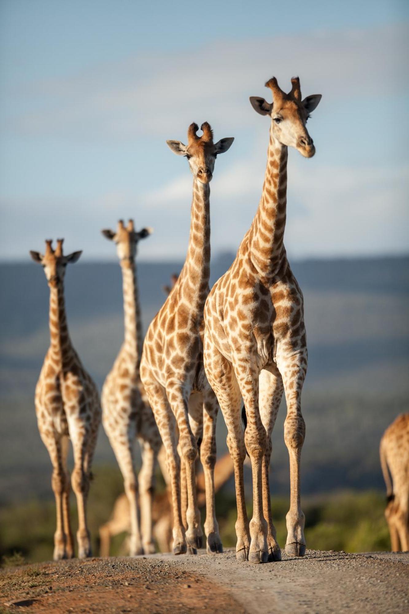Kwandwe Private Game Reserve - Great Fish River Lodge Grahamstown Exteriér fotografie