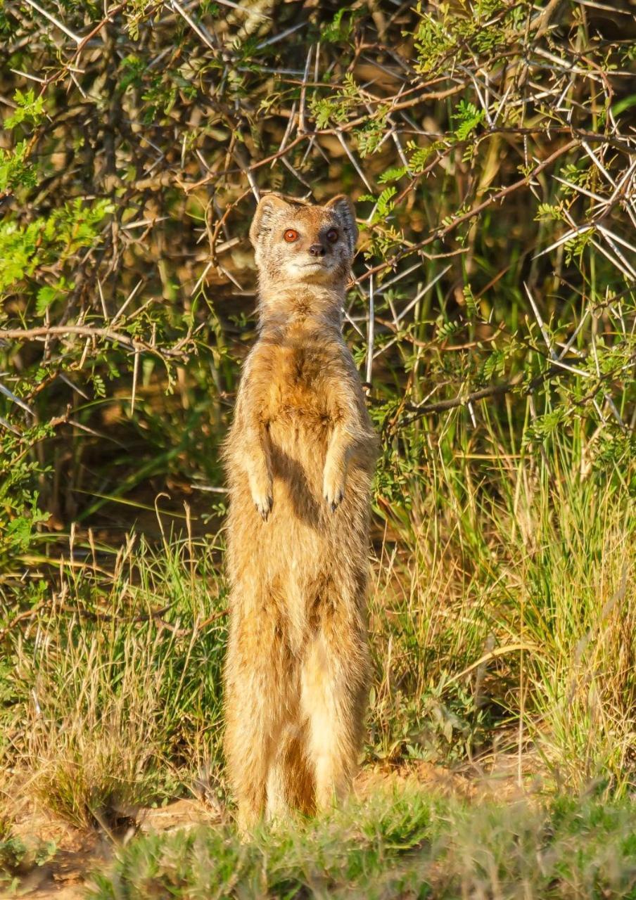 Kwandwe Private Game Reserve - Great Fish River Lodge Grahamstown Exteriér fotografie