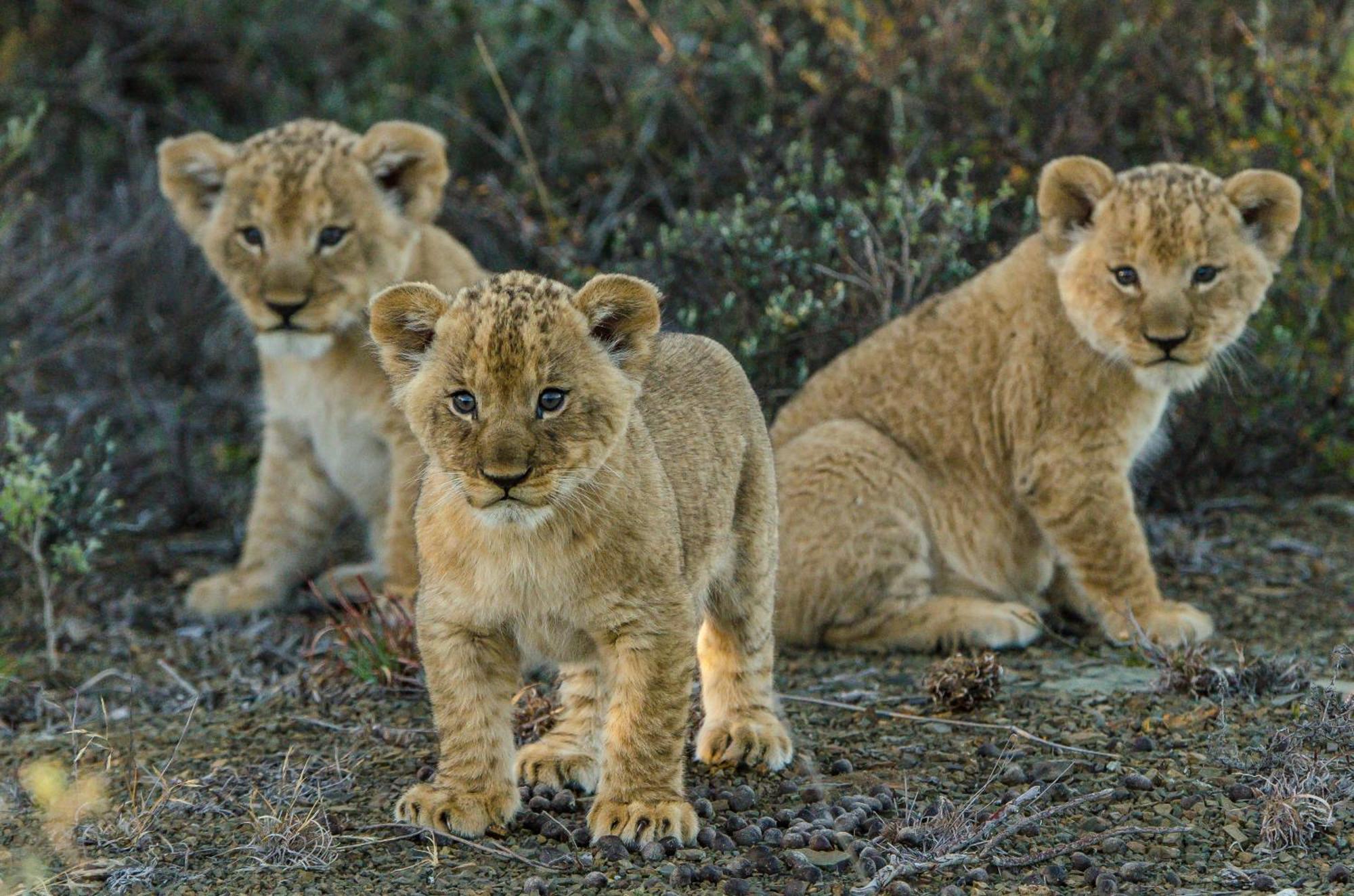 Kwandwe Private Game Reserve - Great Fish River Lodge Grahamstown Exteriér fotografie