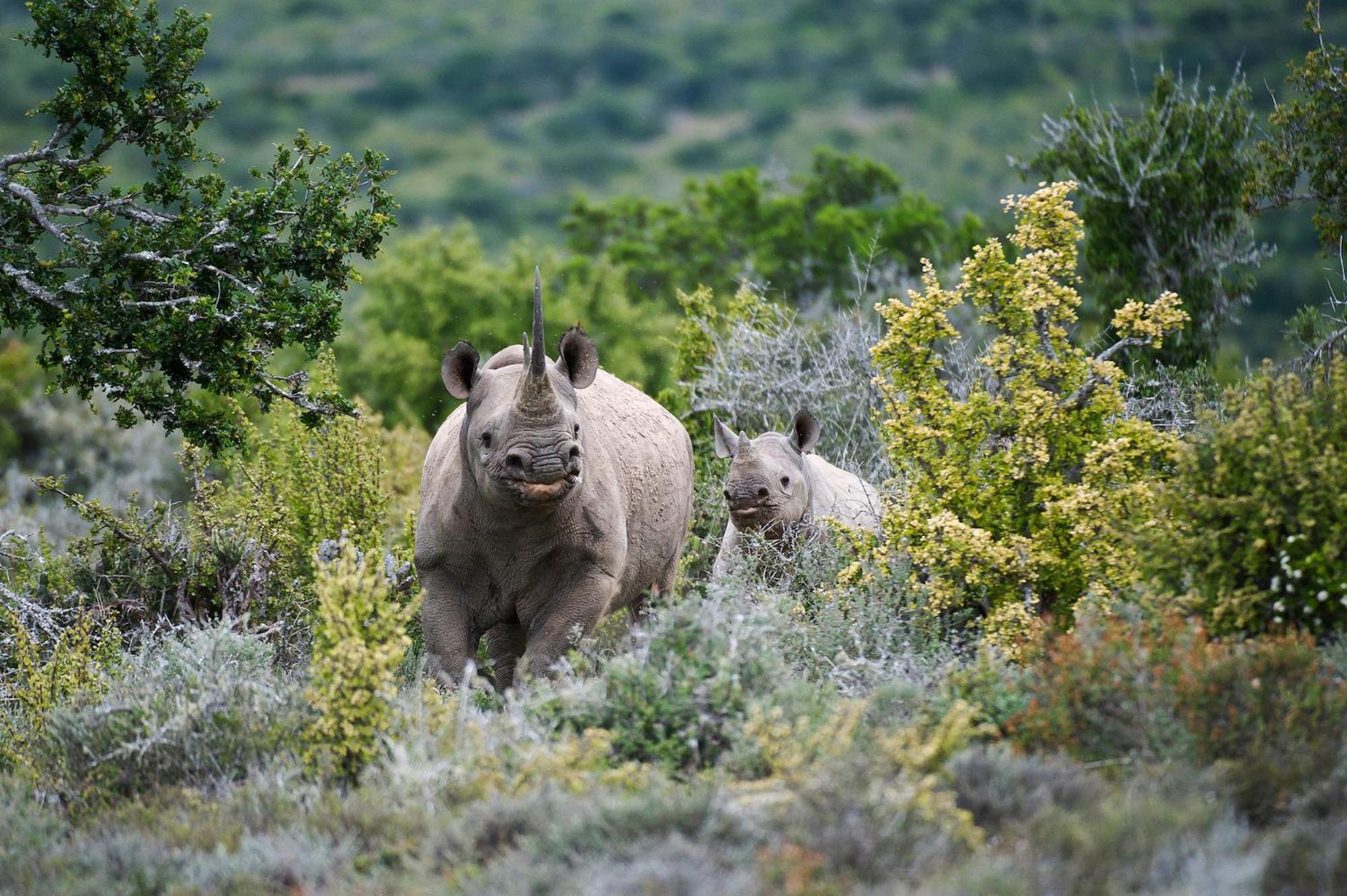 Kwandwe Private Game Reserve - Great Fish River Lodge Grahamstown Exteriér fotografie