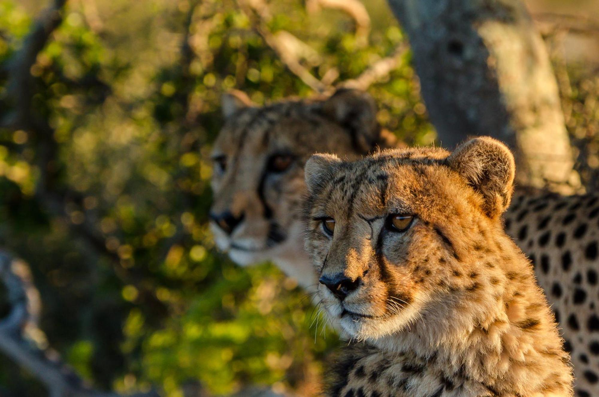 Kwandwe Private Game Reserve - Great Fish River Lodge Grahamstown Exteriér fotografie