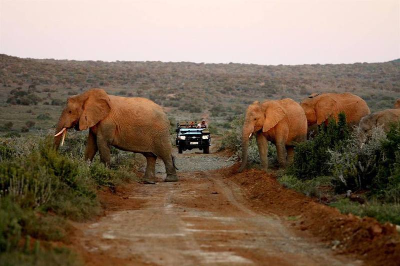 Kwandwe Private Game Reserve - Great Fish River Lodge Grahamstown Exteriér fotografie