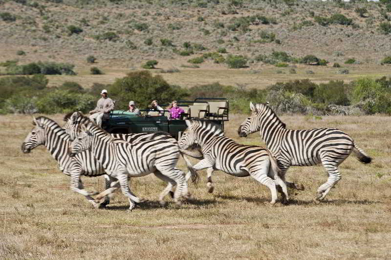 Kwandwe Private Game Reserve - Great Fish River Lodge Grahamstown Exteriér fotografie